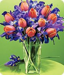 Červené tulipány